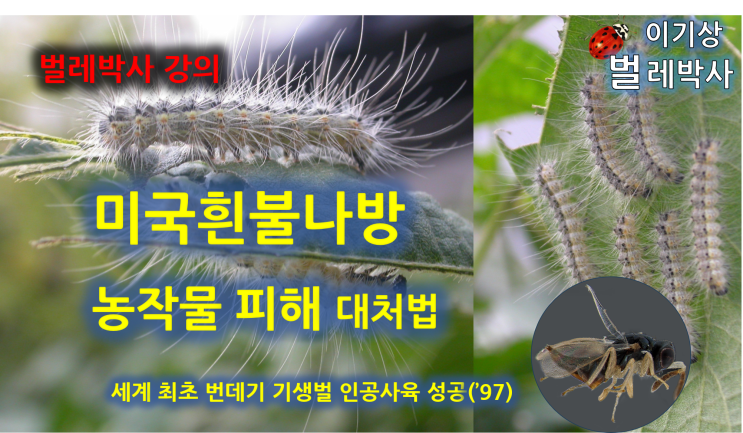  [유튜브 22.] 미국흰불나방 농작물 피해 대처법