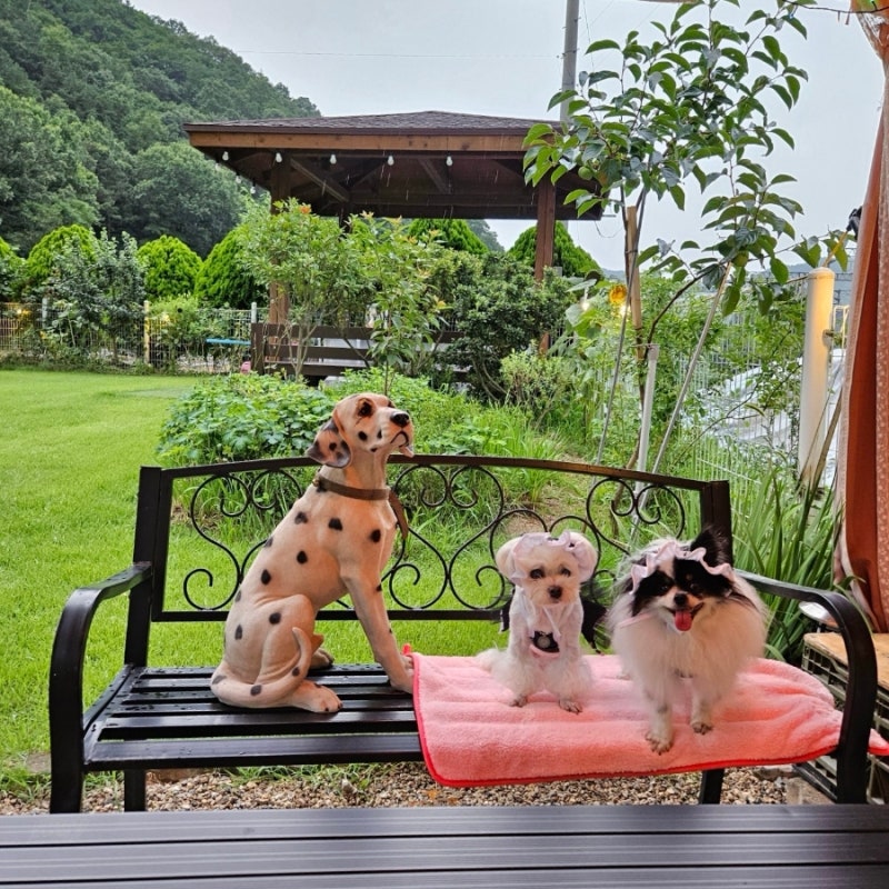 디어마이펫 — 완주군