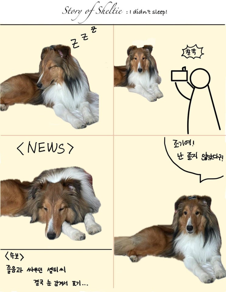  Story of Sheltie 강아지툰 (1)