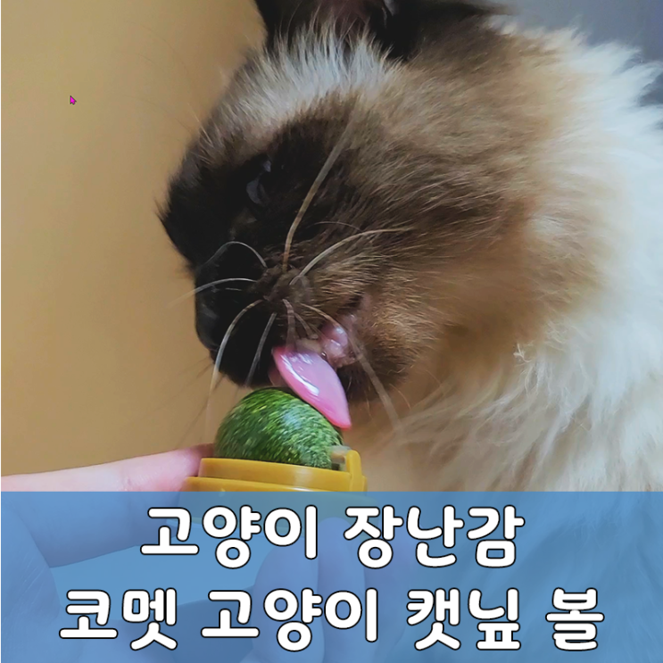  쿠팡 고양이 캣닢 볼 리뷰 베스트 제품 구매 후기