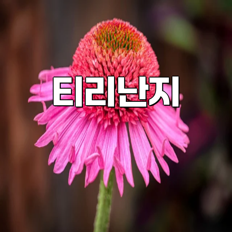 티리난지 도마 & 주방 용품 비교 분석| 당신에게 맞는 최고의 선택은? | 티리난지, 도마, 주방....