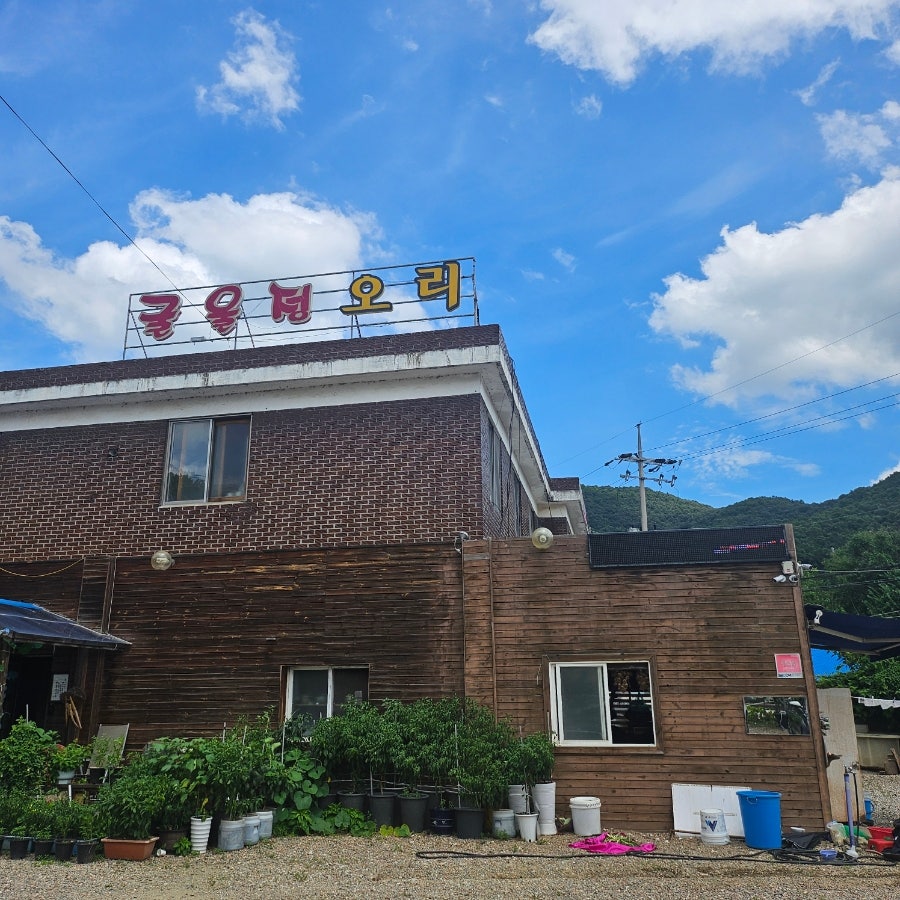 굴울정오리 사진 3