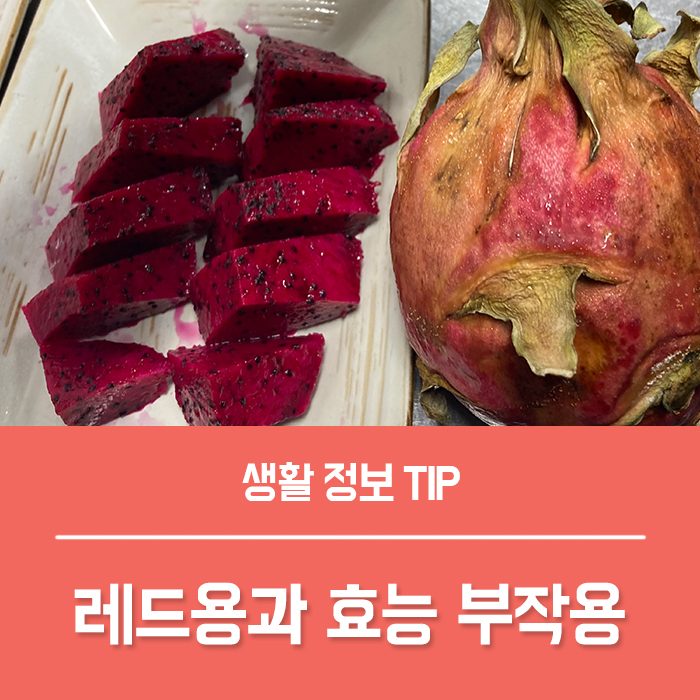  용과의효능 TOP4, 레드 용과 효능 부작용 용과 맛 칼로리 총정리!