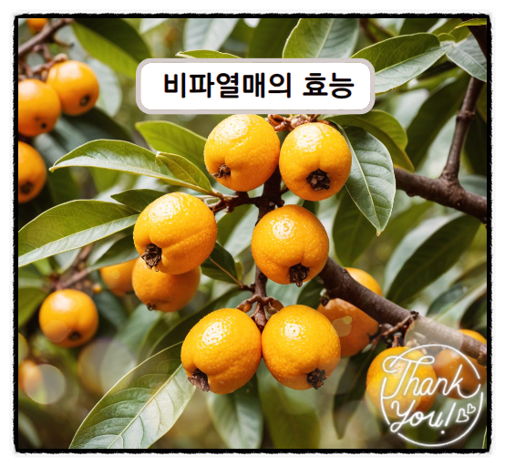  비파효능 비파열매효능
