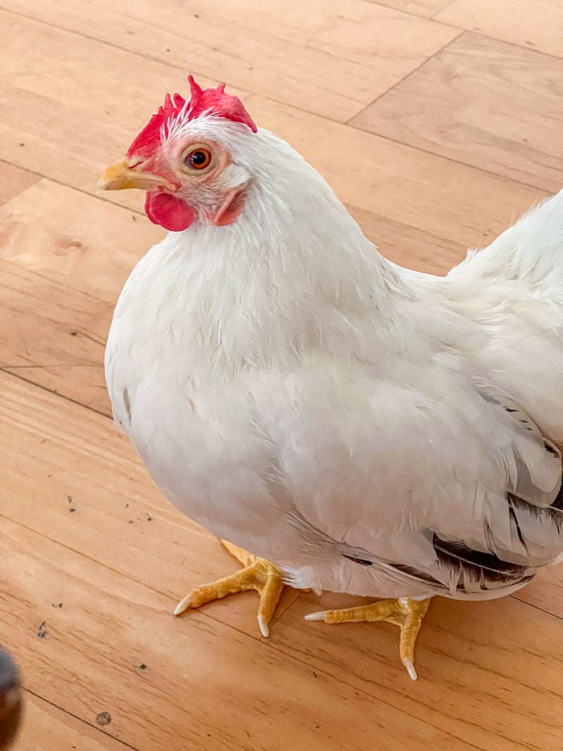 집닭 치키니 여전히 잘 사는 중 : 스페셜 포토덤프 : 네이버 블로그, image size:800x1067