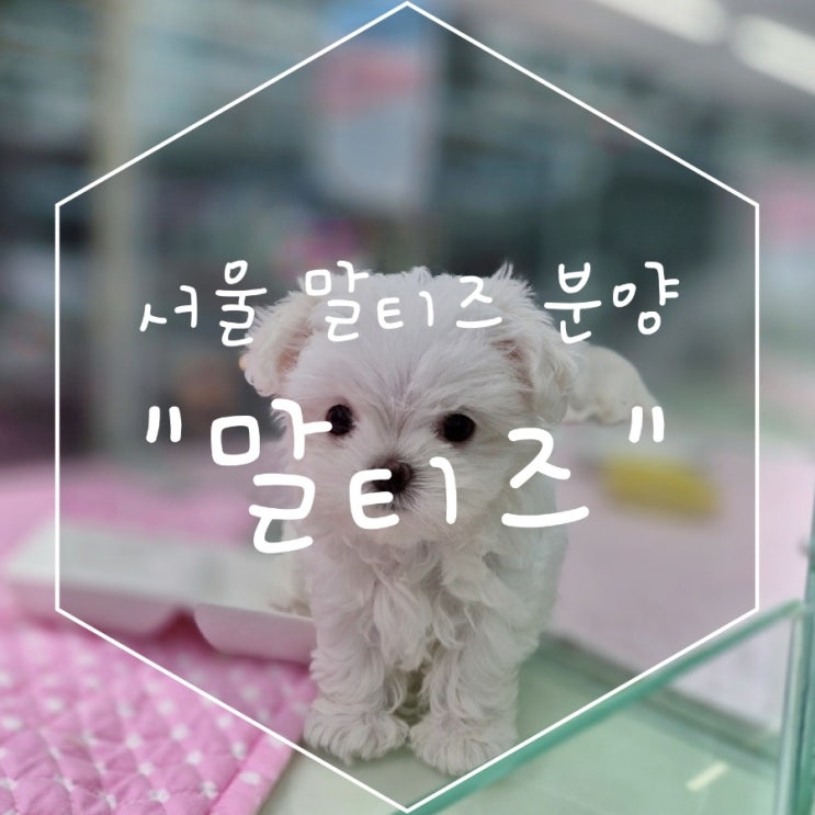  솜사탕 같은 말티즈랑 같이 여름휴가 가자! 서울강아지분양 아기애견에서 알려드릴게요