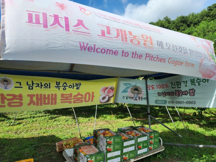  조치원복숭아축제 시즌 과수원에서 직거래 [세종 조치원 복숭아 과수원 - 고개 농원]