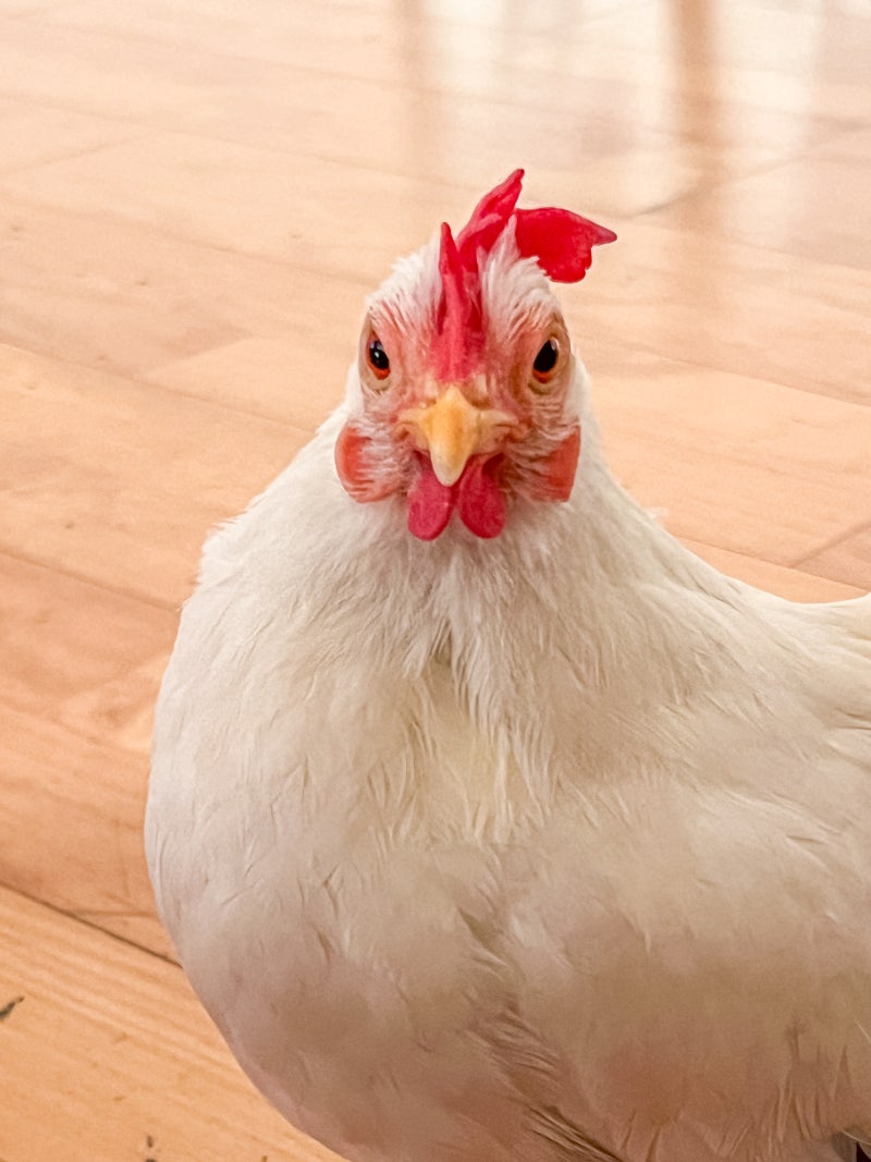 집닭 치키니 여전히 잘 사는 중 : 스페셜 포토덤프 : 네이버 블로그, image size:800x1067