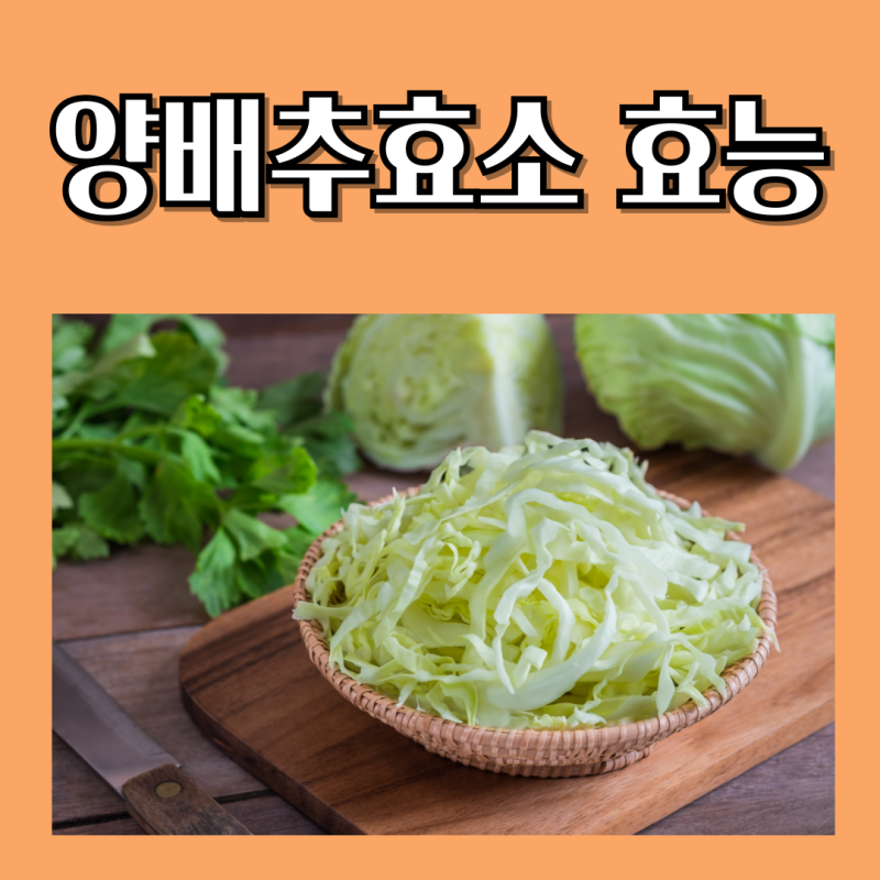 양배추효소 효능에 주목하는 이유! 어떻게 섭취할까?