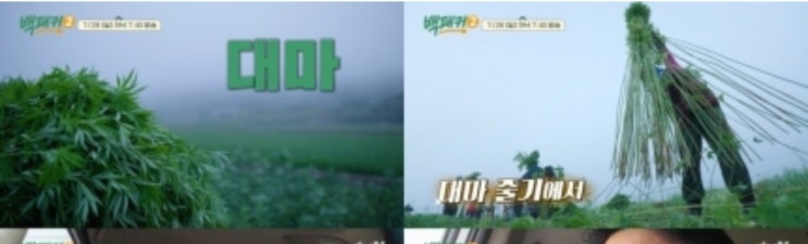 <b>백패커2</b>/ <b>대마</b> 마을/ 삼베/불현듯 옛날 생각이