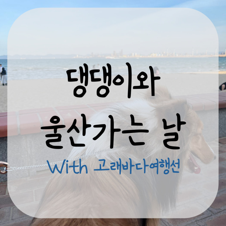 강아지랑 울산 바다 여행 날짜 가격 정보 - 댕댕이와 울산가는날 with 고래바다여행선
