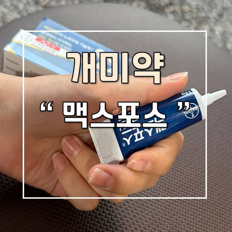 약국 맥스포스개미약으로 자동차 개미퇴치 하는 방법