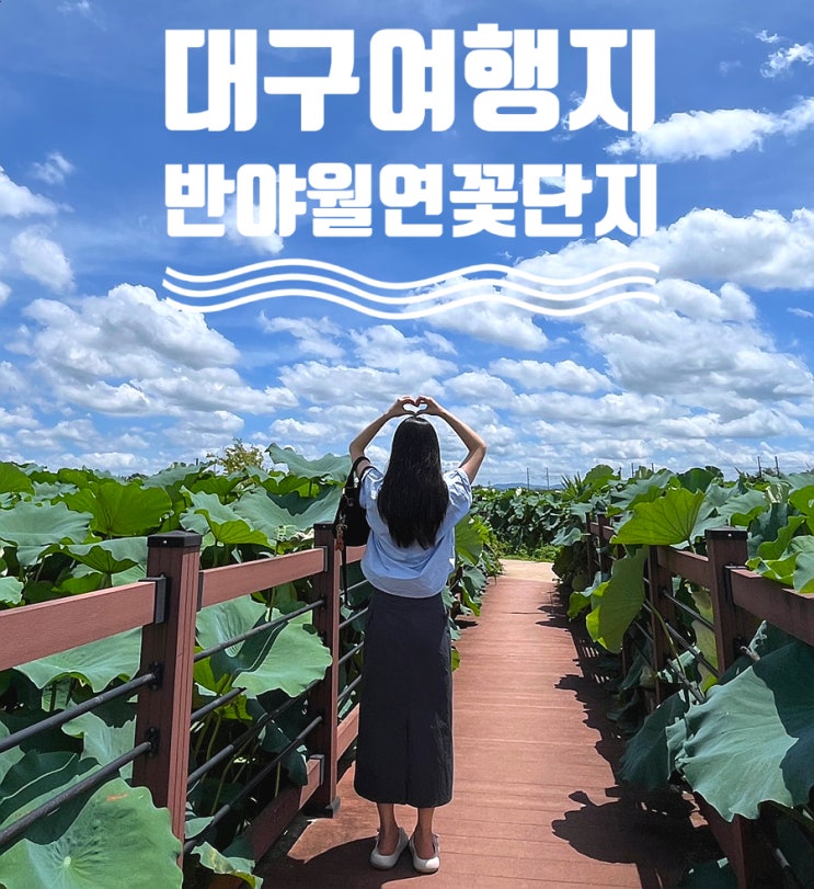  대구 안심 반야월 연꽃단지 여름 가볼만한곳 여행지