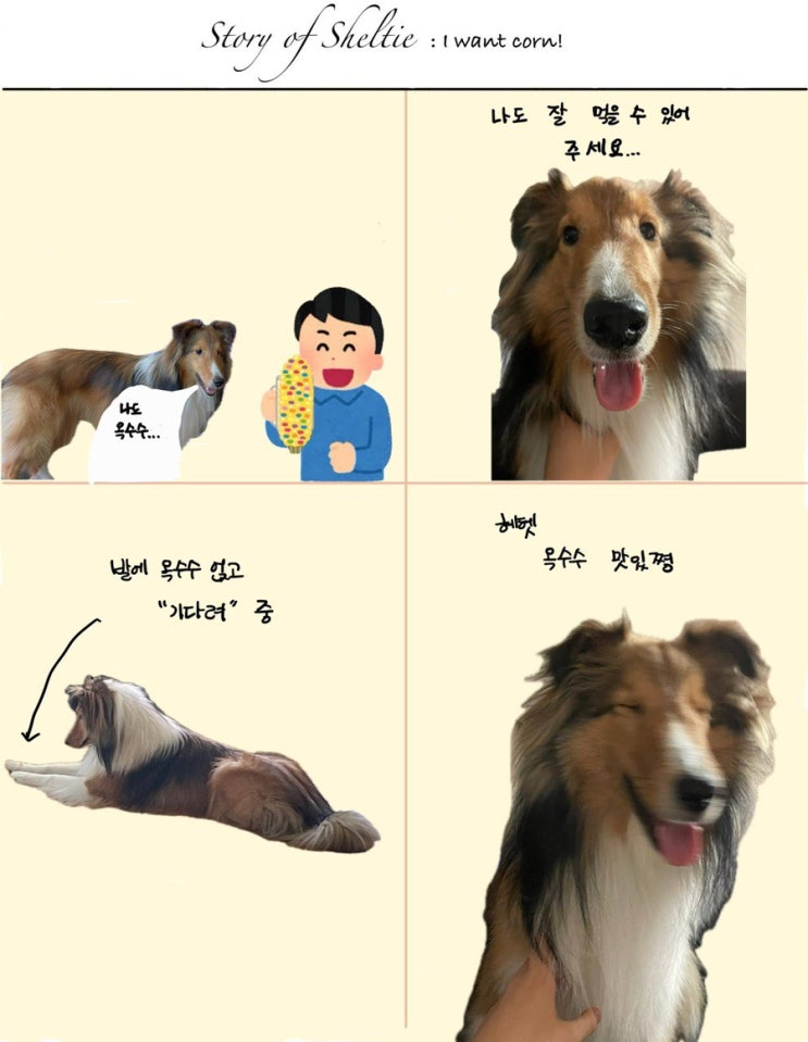  블로그툰 Story of Sheltie 강아지툰 (2)
