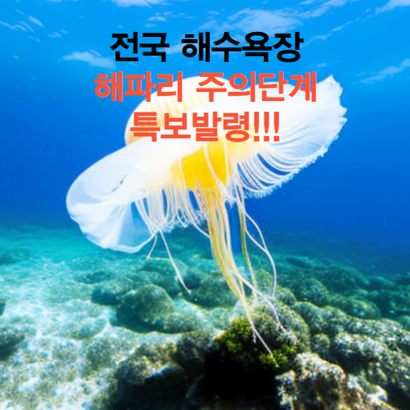 국내 해파리 주의단계 특보발령, 지역 확인 및 쏘일 시 대처방법.