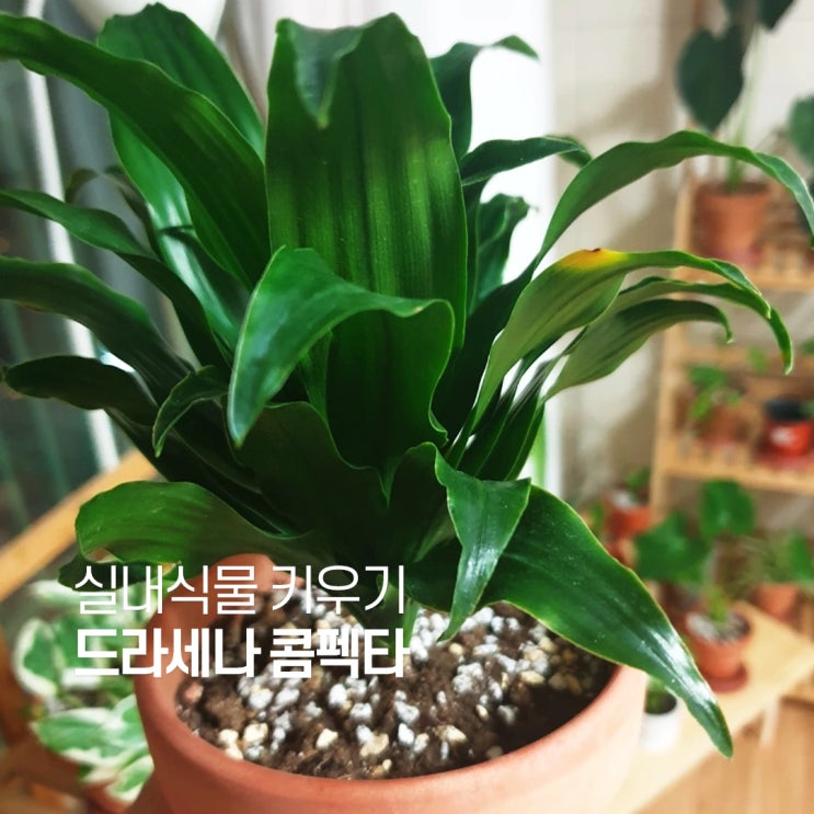  드라세나 콤펙타(Dracaena compacta) 콤팩타 키우기