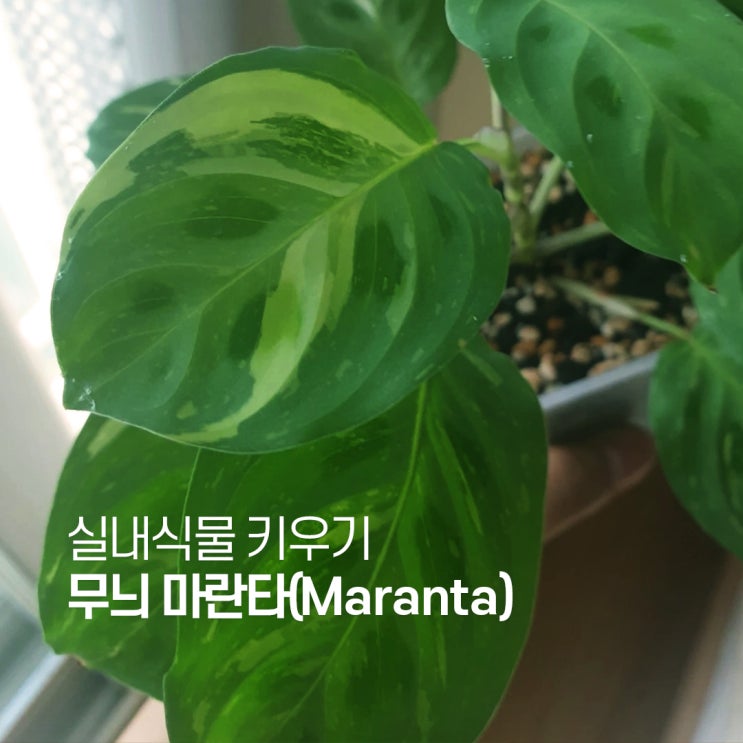  무늬 마란타(Maranta) 키우기