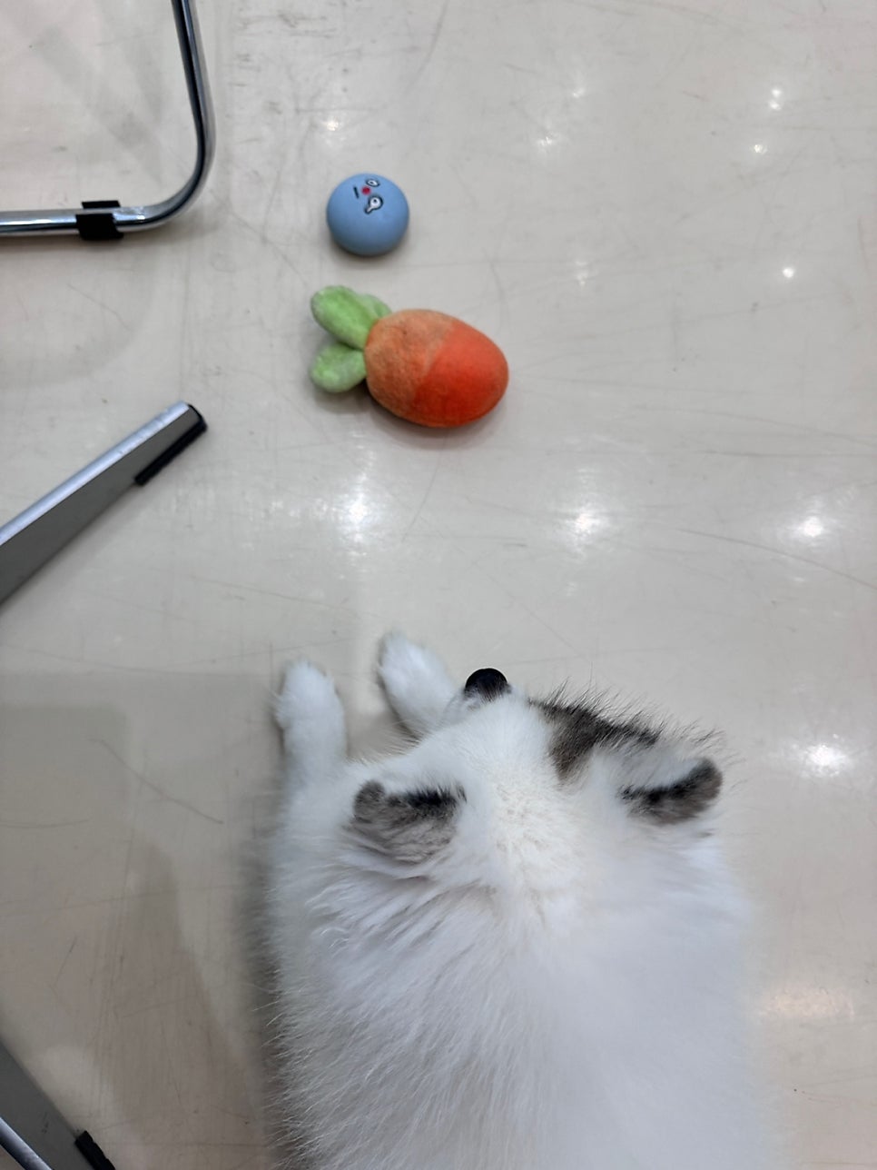 몽시앙 사진 6