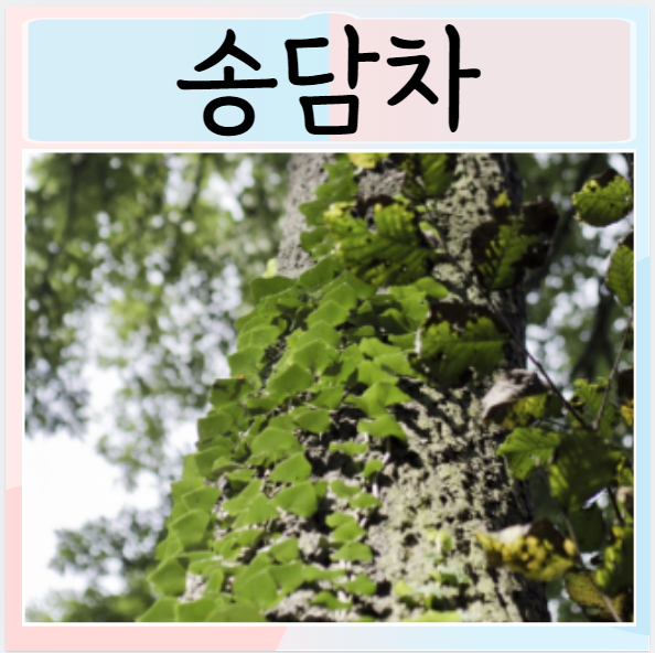  송담차 먹으면 좋은점은? 효능 부작용 먹는방법