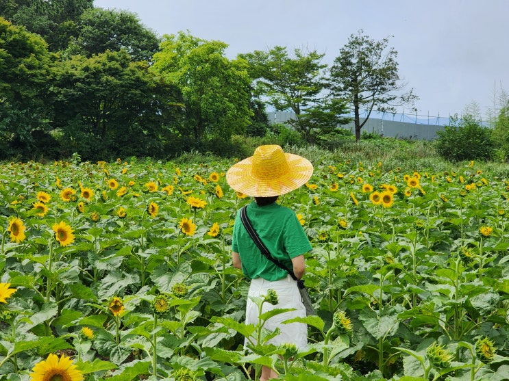  태안 안면도 가볼만한곳 ::해바라기올래정원:: 비온 뒤 해바라기 실황