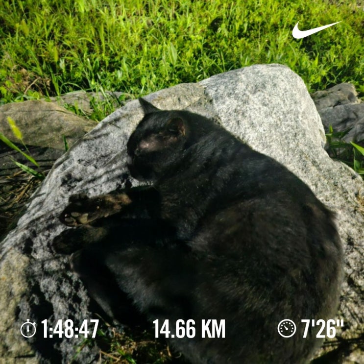 [챌린지]매일 10km  걷기/러닝 챌린지 1083일차