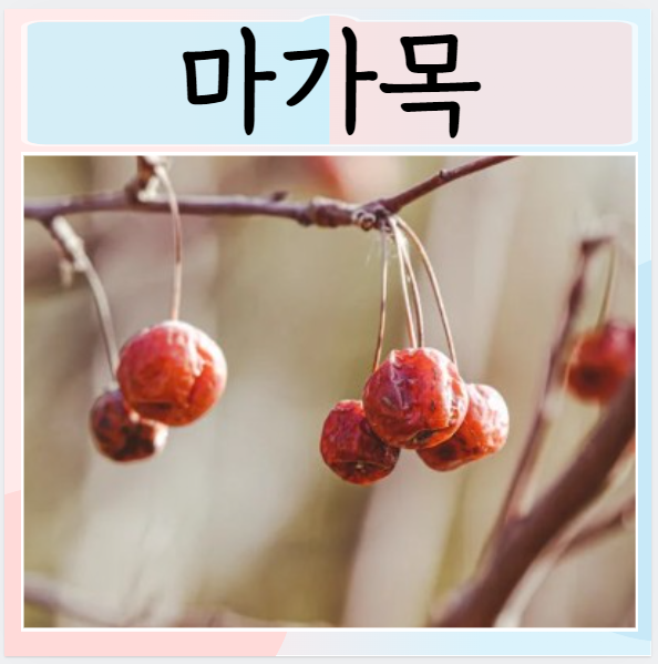  마가목 효능 먹는방법 부작용 먹으면 좋은점은?