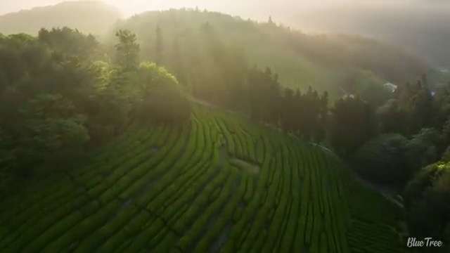  타로심리상담사자격증 , 상세한 타로상담전문가자격증 합격 비법 알아볼까요