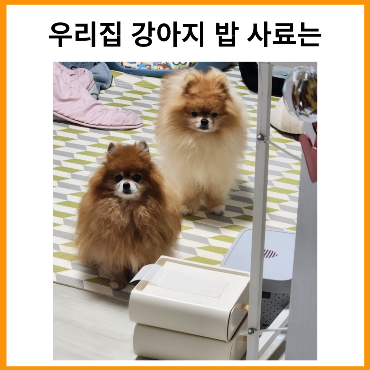  우리 집 강아지 밥 사료는
