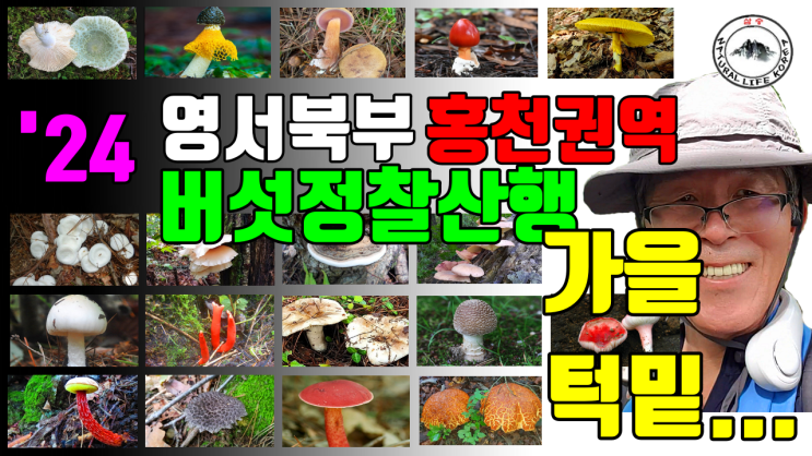 24 홍천권역 7월말 버섯정찰산행