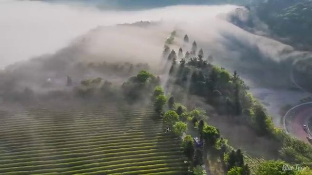  사랑앵무 윙컷 , 반려조관리사 자격증 합격한 전략 총 정리