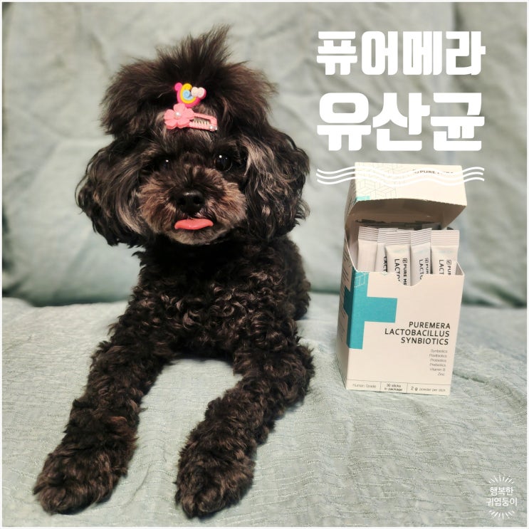  강아지배빵빵 배에서소리날때 식약처인정받은 신바이오틱스 유산균  퓨어메라 반려견 영양제 추천