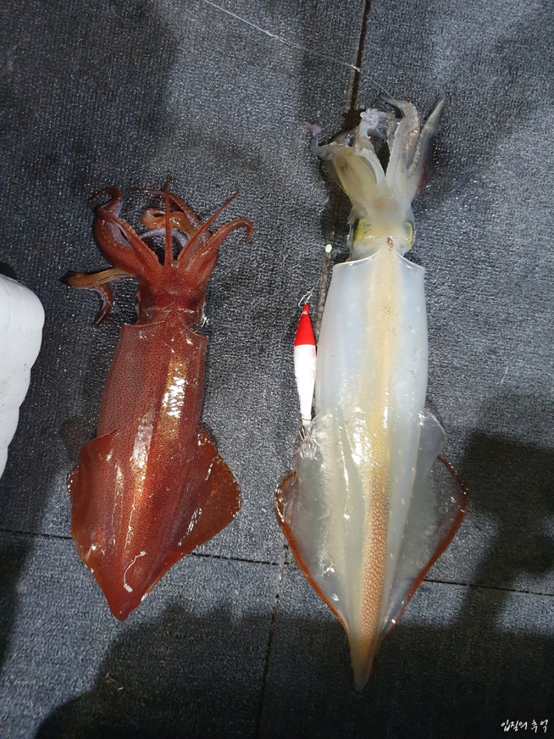 '한치'는 왜 오징어와 비슷할까? 알고 먹으면 맛이 배가 되는 '오징어와 한치의 차이' : 네이버 블로그