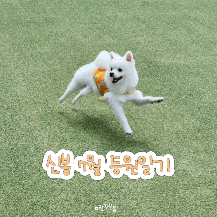 신봄 7월 등원 일기 | 여름휴가 떠나기 전 동탄 강아지 호텔링은 원더독으로 신봄 7월 등원 일기 | 여름휴가 떠나기 전 동탄 강아지 호텔링은 원더독으로