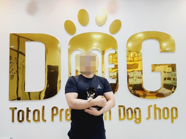  세종시 원독에서 콩시바 분양 성공! 새로운 가족을 만나보세요/강아지분양 세종시강아지분양 세종애견샵 오송강아지분양 오송애견샵