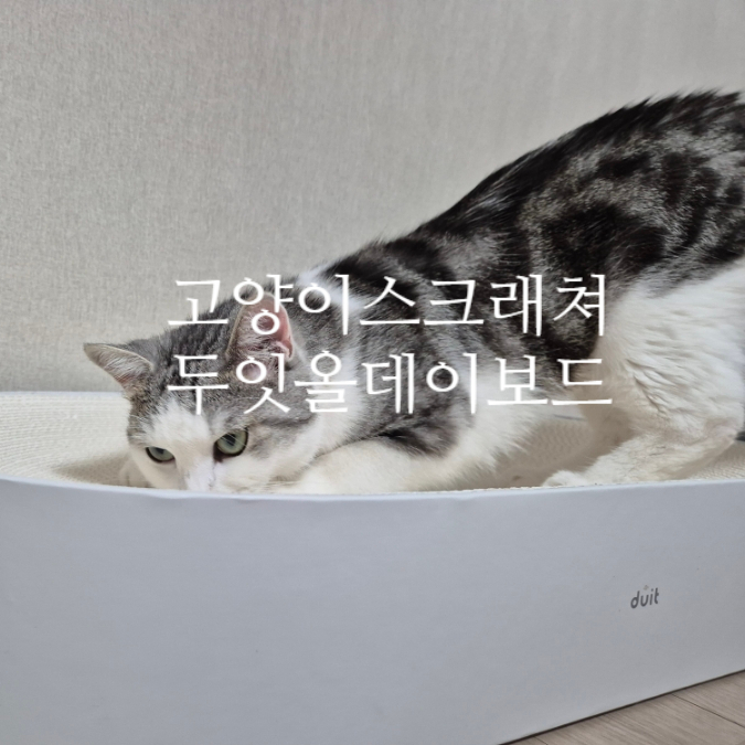 고양이 스크래쳐 두잇 올데이보드 감성인테리어 소품추천 내돈내산 후기