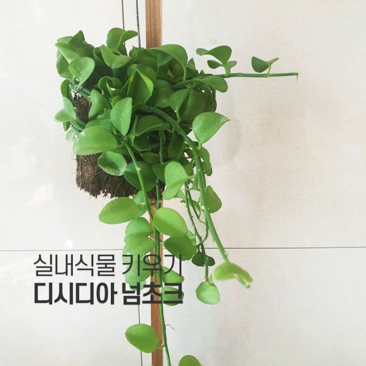  디시디아 키우기 디시디아넘초크 키우기