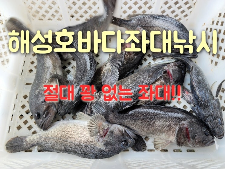  절대 꽝없는 바다좌대낚시 도비도 해성호좌대낚시터 무조건 잡는 포인트와 방법