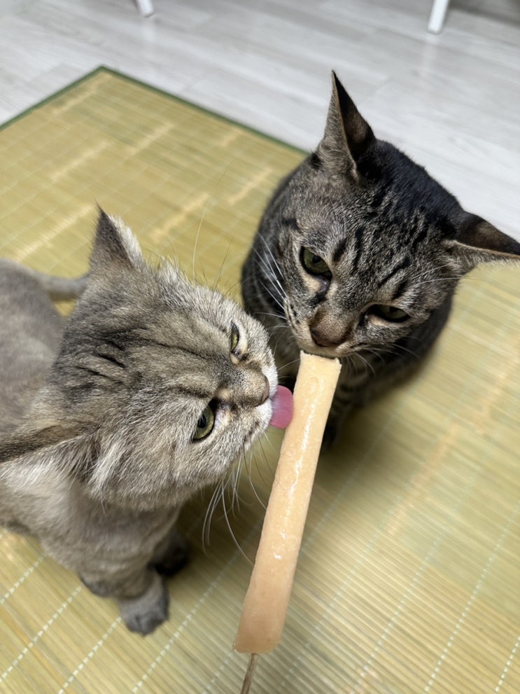  [블챌] 주말 14컷 요약