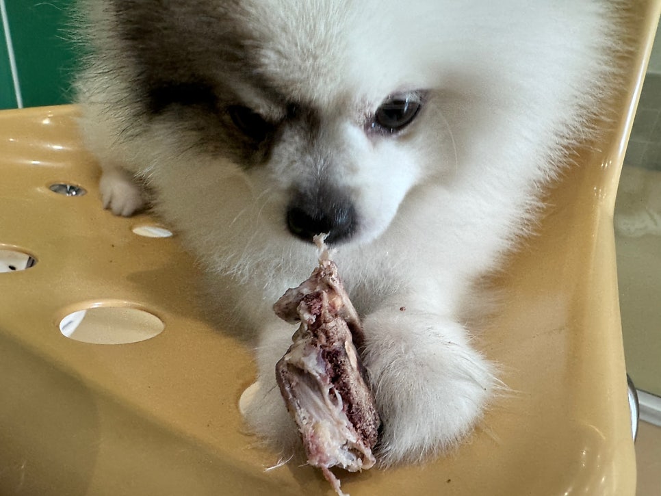 몽시앙 사진 3