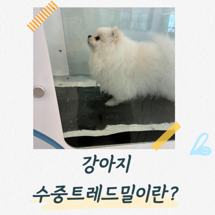  강아지 수중트레드밀이란? 장점과 주의사항까지 알아보기