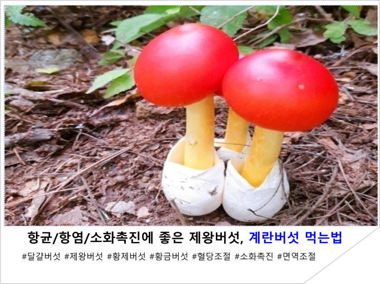 항균/항염/소화촉진에 좋은 제왕버섯, 계란버섯 먹는법