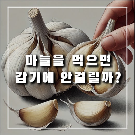  마늘을 먹으면 감기에 안 걸린다는데 진짜일까?