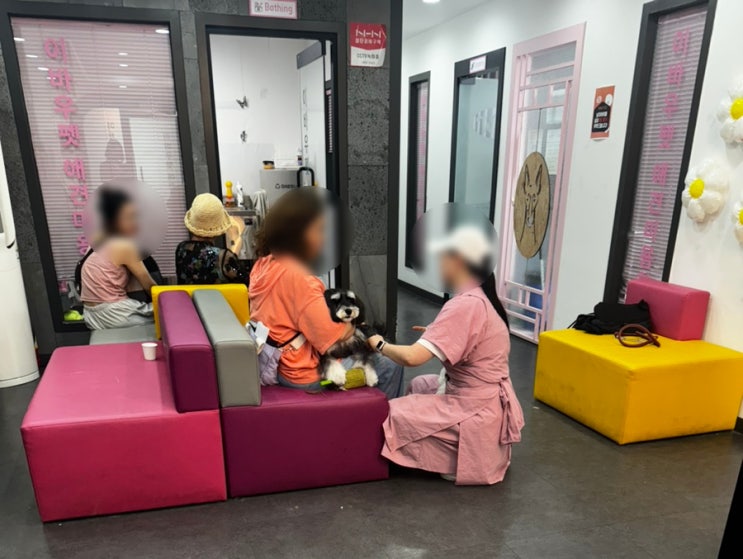  종로애견미용학원 자격증 실견 실습을 한 번에