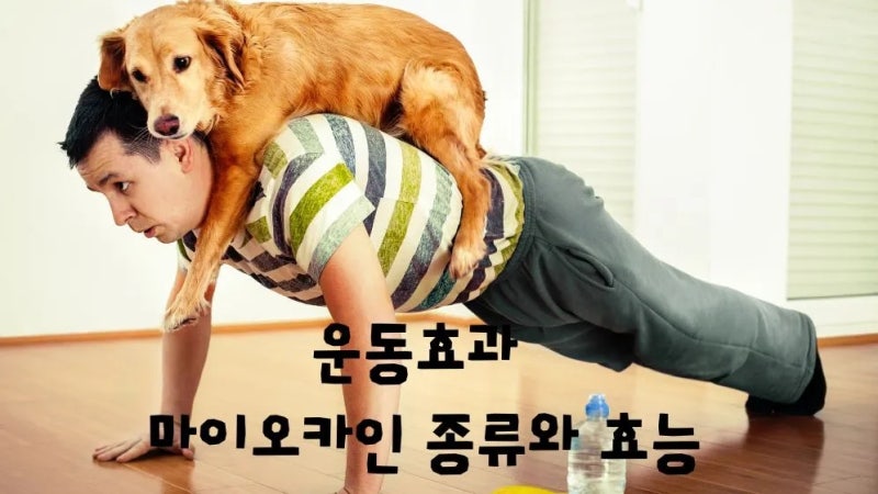 운동효과 마이오카인 근육호르몬 종류 역할 효능
