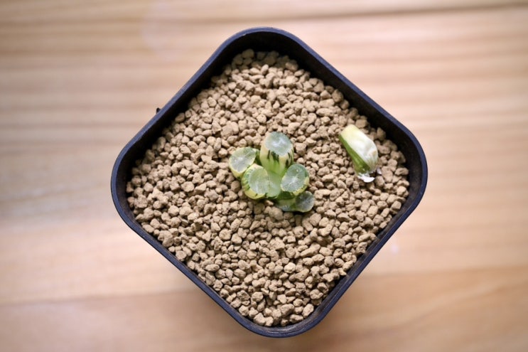 하월시아 만상 - 산의취 금 (山之翠 錦)