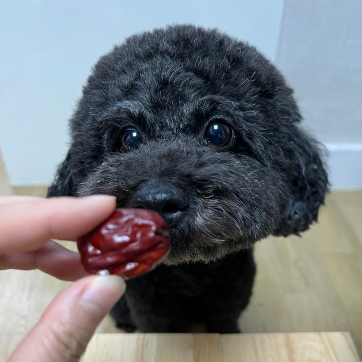  강아지 말린 대추 먹어도 되나요 급여 시 효능 주의할 점