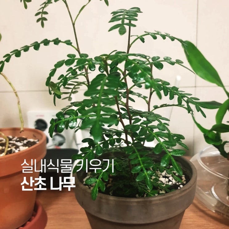  산초 키우기