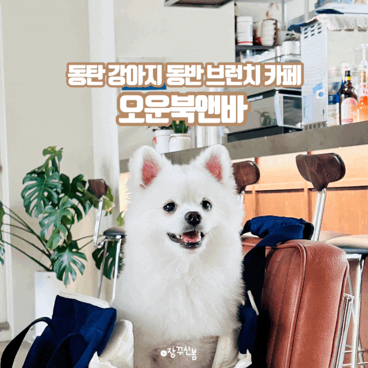 동탄 강아지 동반 브런치 카페 오운북앤바 밤에는 분위기 좋은 와인바로 동탄 강아지 동반 브런치 카페 오운북앤바 밤에는 분위기 좋은 와인바로