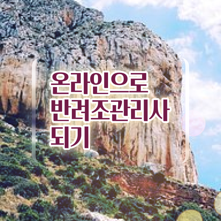  대전 앵무새 , 반려조관리사 자격증 취득한 방법 콕콕 짚어드립니다