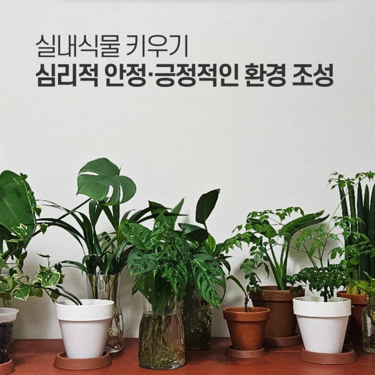  집에서 식물 키우기 심리적 안정, 긍정적인 환경 조성